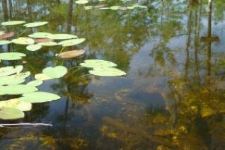 pond with water lillies