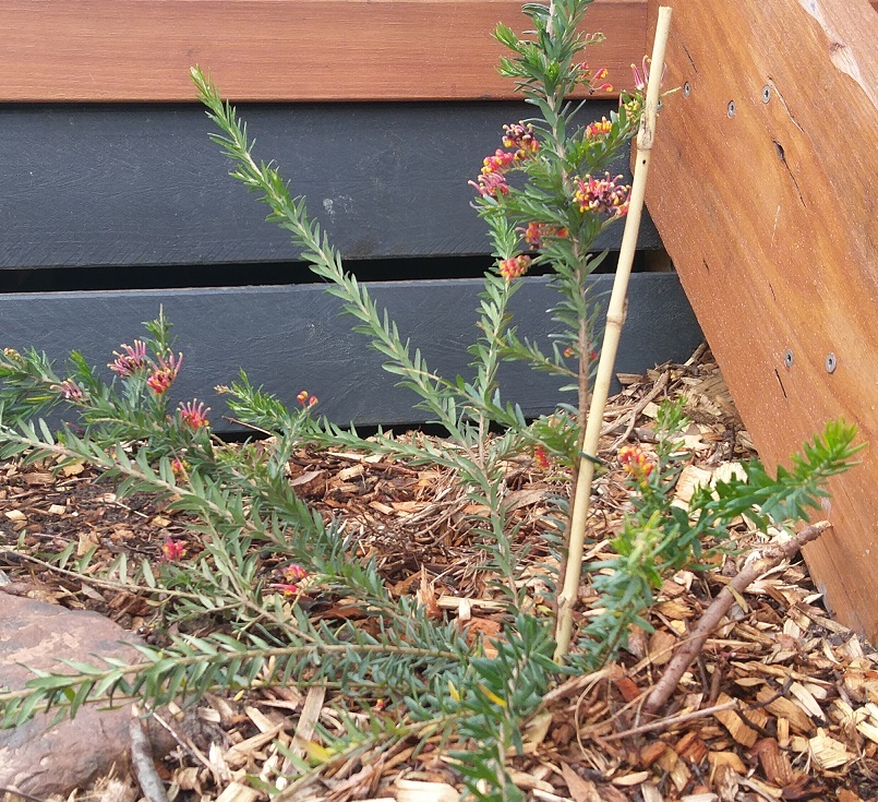 Grevillea adds a splash of colour next to the back deck