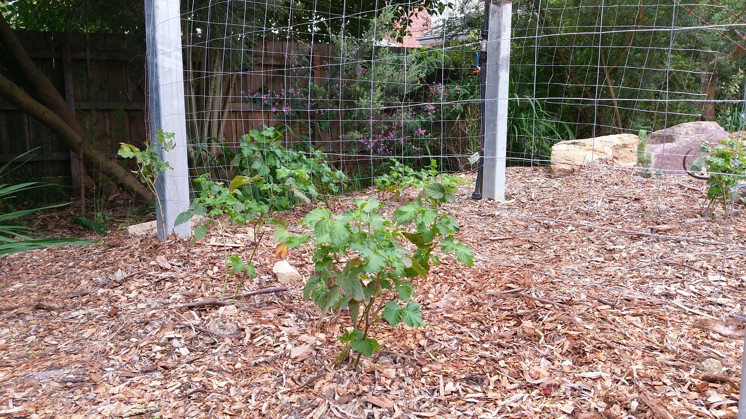 Raspberry and loganberry plants getting started on wire mesh